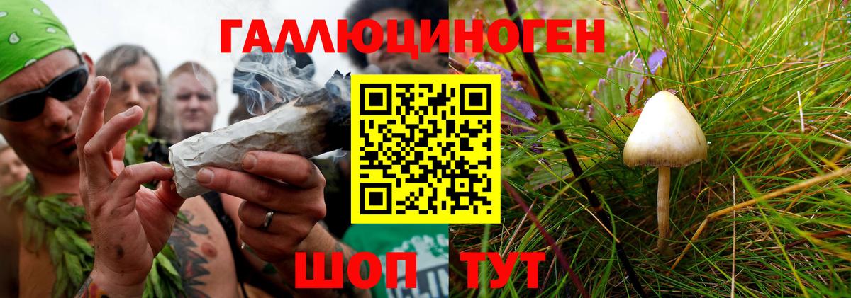 Галлюциногенные грибы Psilocybe Полевской